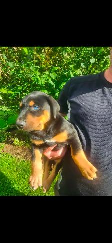 Puppies - Photo 8