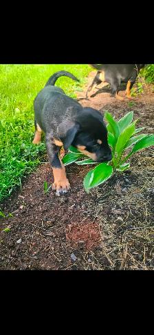 Puppies - Photo 9
