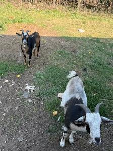 Goats for sale