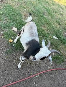 Goats for sale - Photo 2