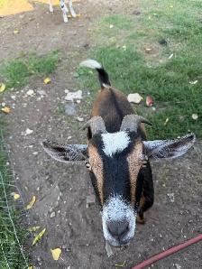 Goats for sale - Photo 3