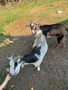 Goats for sale - Photo 4