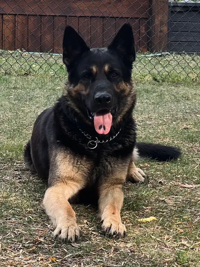 (2 left) Purebred German Shepherd Puppies