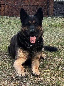(2 left) Purebred German Shepherd Puppies
