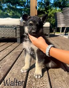 (2 left) Purebred German Shepherd Puppies - Photo 2