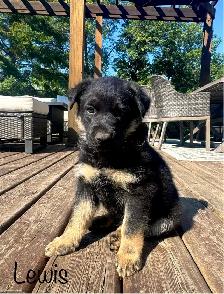 (2 left) Purebred German Shepherd Puppies - Photo 3