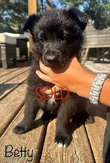 (2 left) Purebred German Shepherd Puppies - Photo 4