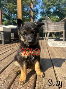 (2 left) Purebred German Shepherd Puppies - Photo 5