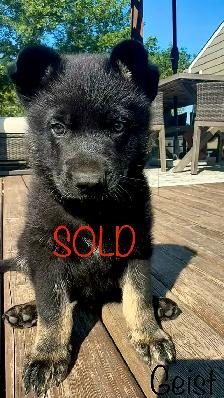 (2 left) Purebred German Shepherd Puppies - Photo 6