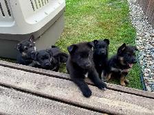 (2 left) Purebred German Shepherd Puppies - Photo 7