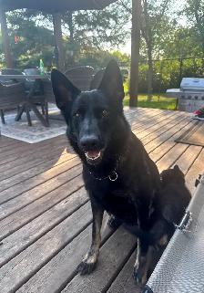 (2 left) Purebred German Shepherd Puppies - Photo 8