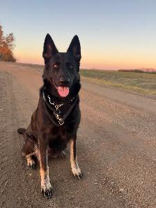 (2 left) Purebred German Shepherd Puppies - Photo 9