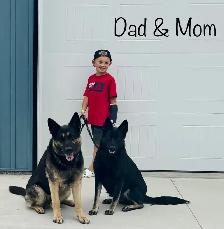 (2 left) Purebred German Shepherd Puppies - Photo 10