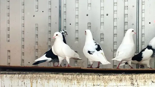 FANCY PIGEONS FOR SALE –  $10 EACH | $180 FOR THE WHOLE FLOCK