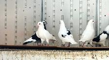 FANCY PIGEONS FOR SALE –  $10 EACH | $180 FOR THE WHOLE FLOCK