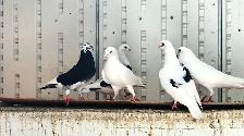 FANCY PIGEONS FOR SALE –  $10 EACH | $180 FOR THE WHOLE FLOCK - Photo 2