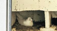 FANCY PIGEONS FOR SALE –  $10 EACH | $180 FOR THE WHOLE FLOCK - Photo 3