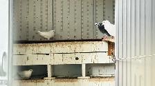 FANCY PIGEONS FOR SALE –  $10 EACH | $180 FOR THE WHOLE FLOCK - Photo 4
