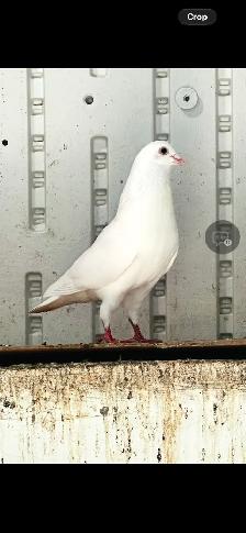 FANCY PIGEONS FOR SALE –  $10 EACH | $180 FOR THE WHOLE FLOCK - Photo 5