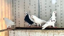 FANCY PIGEONS FOR SALE –  $10 EACH | $180 FOR THE WHOLE FLOCK - Photo 6
