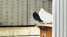 FANCY PIGEONS FOR SALE –  $10 EACH | $180 FOR THE WHOLE FLOCK - Photo 7