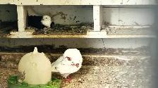 FANCY PIGEONS FOR SALE –  $10 EACH | $180 FOR THE WHOLE FLOCK - Photo 8