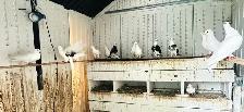 FANCY PIGEONS FOR SALE –  $10 EACH | $180 FOR THE WHOLE FLOCK - Photo 9