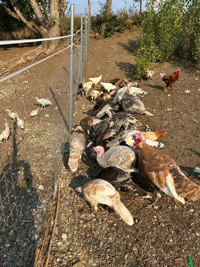baby turkeys available now