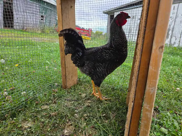 Barred Rock cross Rooster