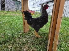 Barred Rock cross Rooster