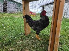 Barred Rock cross Rooster - Photo 2