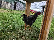Barred Rock cross Rooster - Photo 3