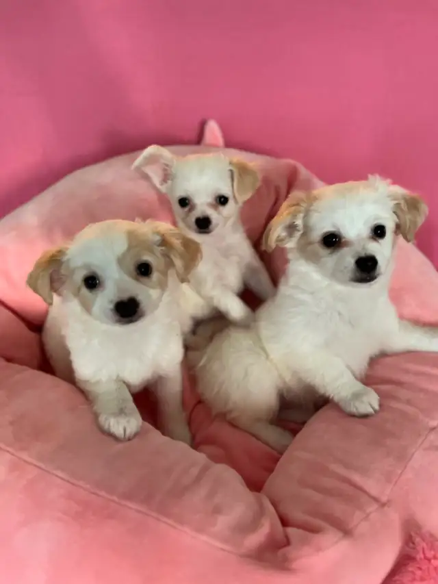 ❤️CHIHUAHUA-MALTESE puppies, Vancouver.