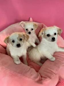 ❤️CHIHUAHUA-MALTESE puppies, Vancouver.