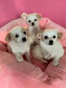 ❤️CHIHUAHUA-MALTESE puppies, Vancouver. - Photo 2