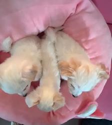❤️CHIHUAHUA-MALTESE puppies, Vancouver. - Photo 3
