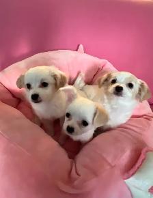 ❤️CHIHUAHUA-MALTESE puppies, Vancouver. - Photo 4