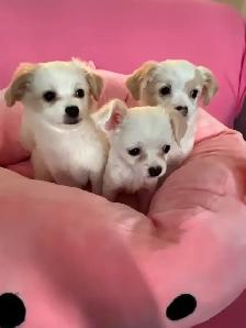 ❤️CHIHUAHUA-MALTESE puppies, Vancouver. - Photo 5