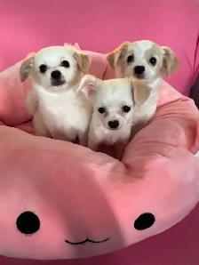 ❤️CHIHUAHUA-MALTESE puppies, Vancouver. - Photo 6