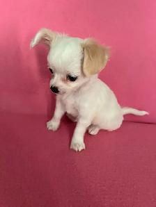 ❤️CHIHUAHUA-MALTESE puppies, Vancouver. - Photo 7