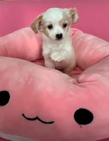 ❤️CHIHUAHUA-MALTESE puppies, Vancouver. - Photo 8