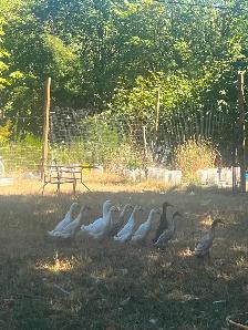 Ducks for sale