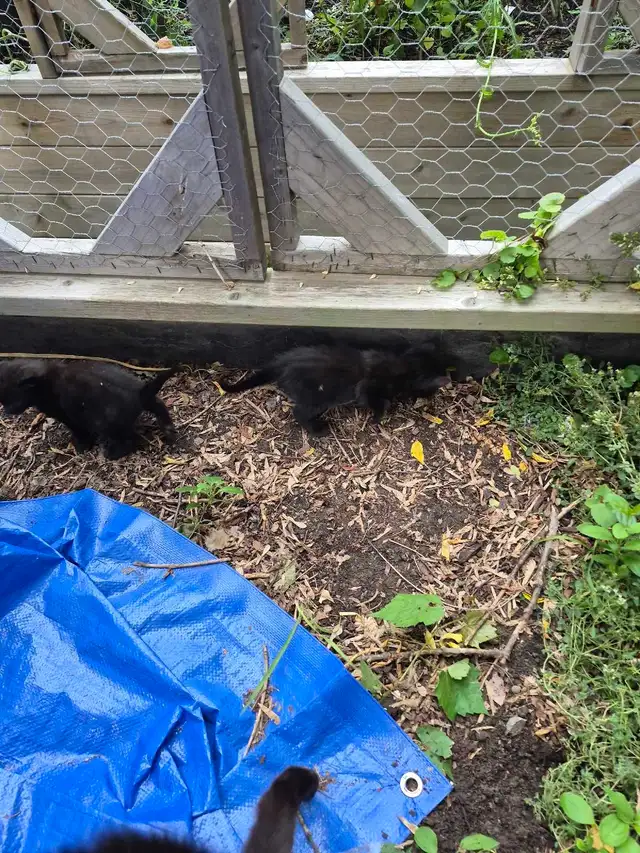 free kittens