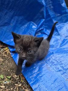 free kittens - Photo 2
