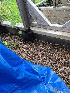 free kittens - Photo 3