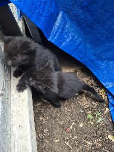 free kittens - Photo 4