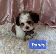 Shihtzu/yorkie