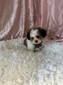 Shihtzu/yorkie - Photo 2