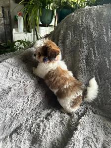 Shihtzu/yorkie - Photo 3