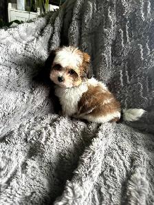 Shihtzu/yorkie - Photo 4